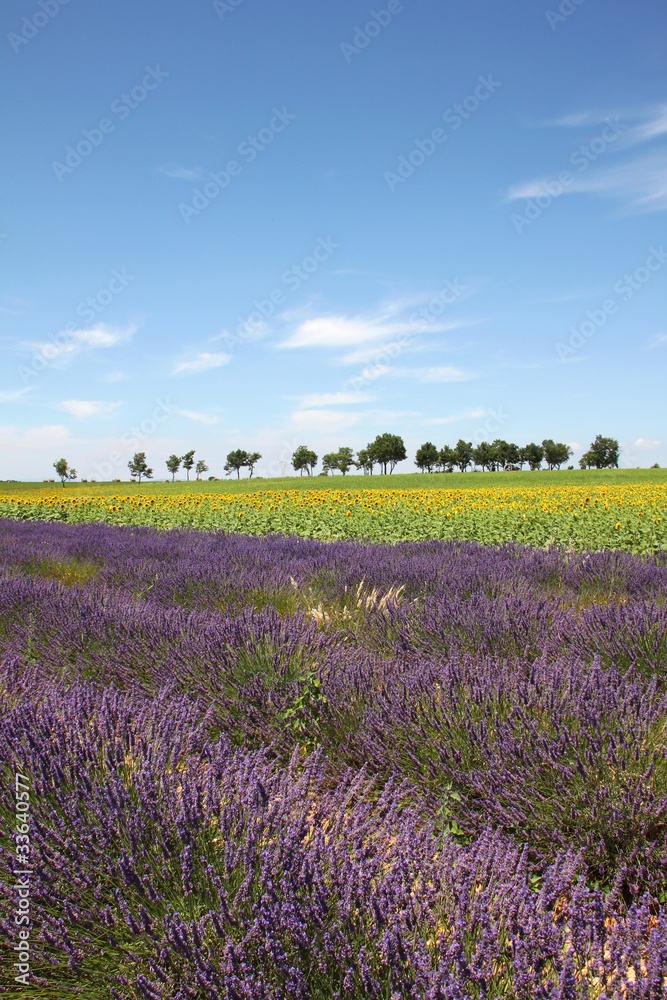 Champ de lavande et tournesol en Provence