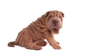 Wrinkled shar-pei puppy sitting isolated on white background