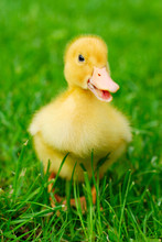 Duckling Smile