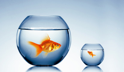 Canvas Print - gold fish in a fishbowl