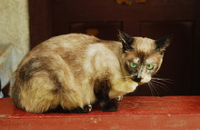 Burma Cat