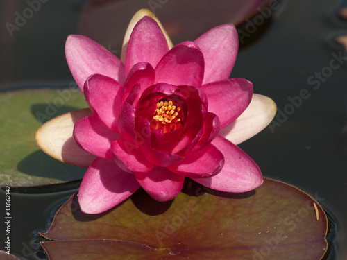 Dekoracja na wymiar  lilia-wodna