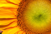 Sunflower Macro Closeup
