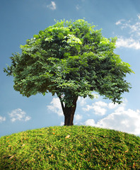 Wall Mural - tree and blue sky