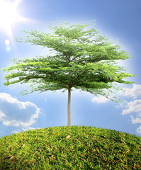 Wall Mural - tree and blue sky