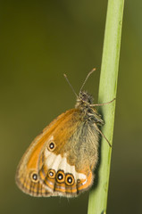 Sticker - Coenonympha arcania