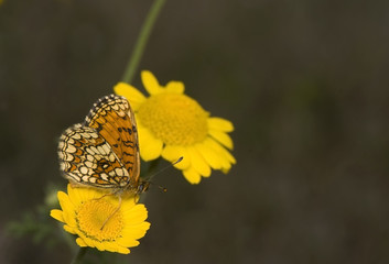 Sticker - Melitaea Athalia