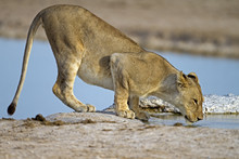 Close-up Of Lioness Drinking Water; Panthera Leo