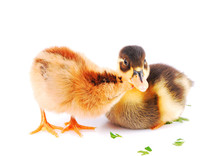 Chicks And Ducklings, Isolated White Background