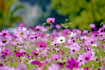 cosmos bipinnatus