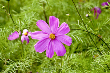 Wall Mural - Cosmos bipinnatus