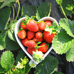 Wall Mural - strawberry in heart shape bowl