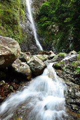 Wall Mural - waterfall in forest