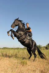 Wall Mural - cheval cabré