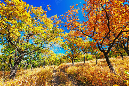 Fototapeta na wymiar wonderful trail in the autumn forest