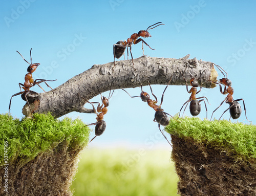 Naklejka ścienna teamwork, team of ants costructing bridge