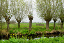 Pollard Willows In Landscape