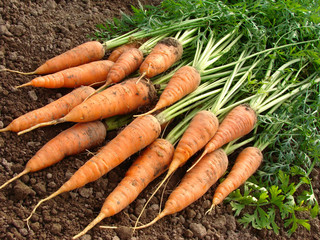 some fresh carrots with tops