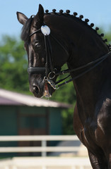 Canvas Print - Dressage: portrait of black horse