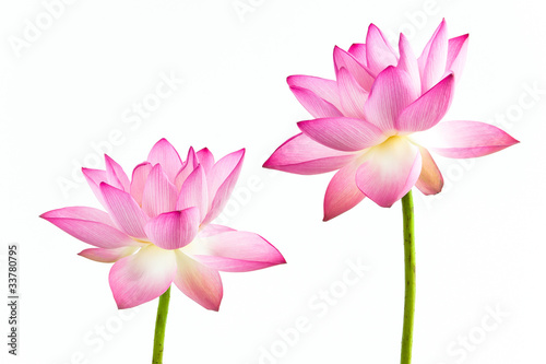 Twain Pink Water Lily Flower Lotus And White Background Twain Pink Water Lily Flower Lotus And White Background