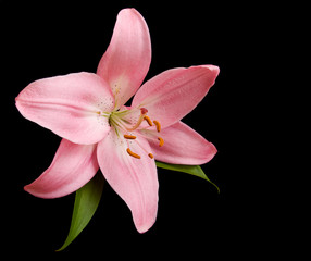 Wall Mural - pink lily on a black background