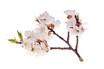 Wall Mural - small isolated sakura branch