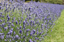 Bushes Of Lavender