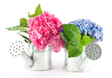 Blue And Pink Hydrangea Blooms In Watering Can