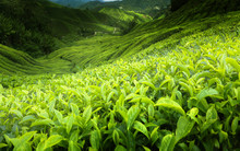Tea Plantation Cameron Highlands, Malaysia