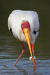 Yellow-billed stork catch small fish