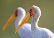 Yellow-billed stork portrait