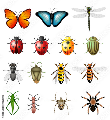 Naklejka ścienna Updated version of vector insects - bugs and invertebrates