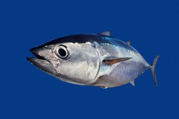 Wall Mural - Bluefin tuna Thunnus thynnus fish isolated on blue