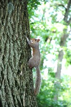 Alert Squirrel Clinging To Tree