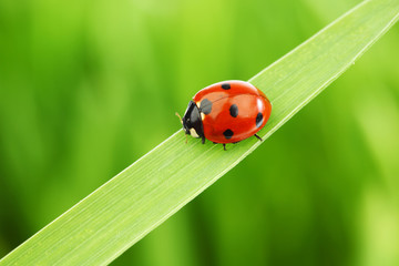 Sticker - ladybug on grass