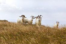 Kashmir Goats, North Wales