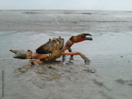 Foto-Lamellenvorhang - Strandkrabbe im Wattenmeer (von Herb)