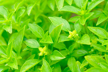 Poster - Piccolo Basil on Vegetable Patch