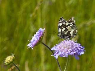 Wall Mural - marbled white butterfly