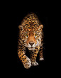 Leinwanddruck Bild Jaguar in darkness - front view, isolated