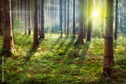 Nowoczesny obraz na płótnie Forest Sunset