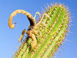 Giant Hairy Scorpion climbing on a Cactus