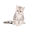 © Valerii Evlakhov - Scottish kitten isolated on white background