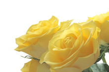 Bright Cheerful Yellow Roses