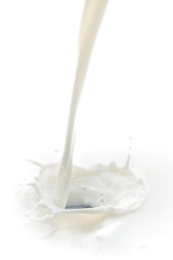 Poster - pouring milk splash isolated on white background