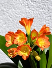 Orange Flowers Of Clivia