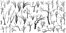 Isolated Concept Of Dead Trees Set