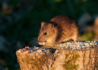 Wall Mural - Brown Rat eating wild bird food