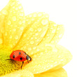 Leinwanddruck Bild ladybug on yellow flower