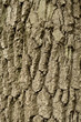 the texture of the bark of poplar